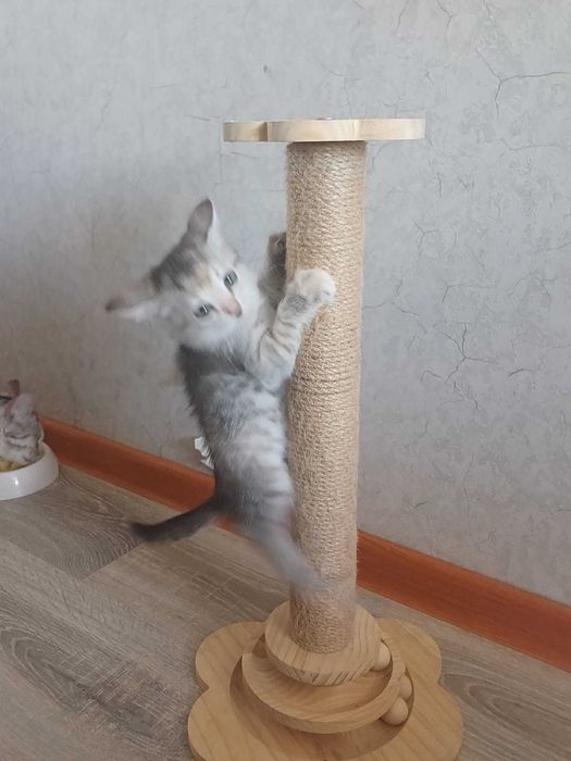 Отдам котят, кошку