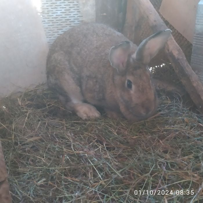 Quyonlar sotiladi zotli