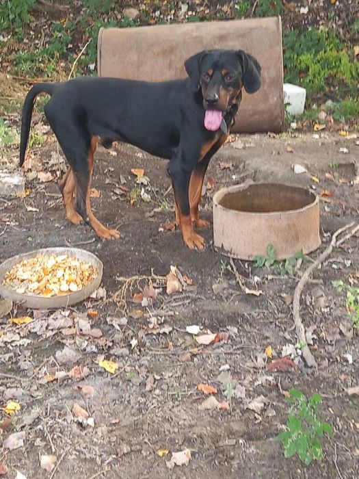 Продавам две ловни гончета