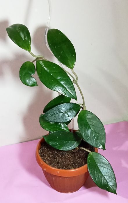 Продам. Хойя - красивоцветущие комнатное растение