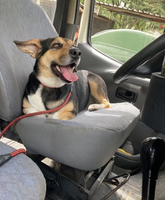 СПЕШНО - куче в нужда от дом