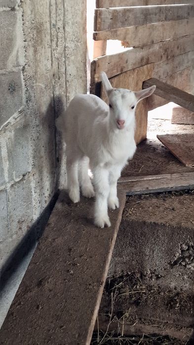 Capra Sannen originala,  cu ieduță, foarte buna de lapte