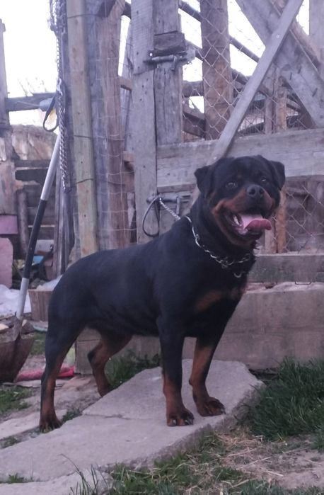 Catelus Rottweiler