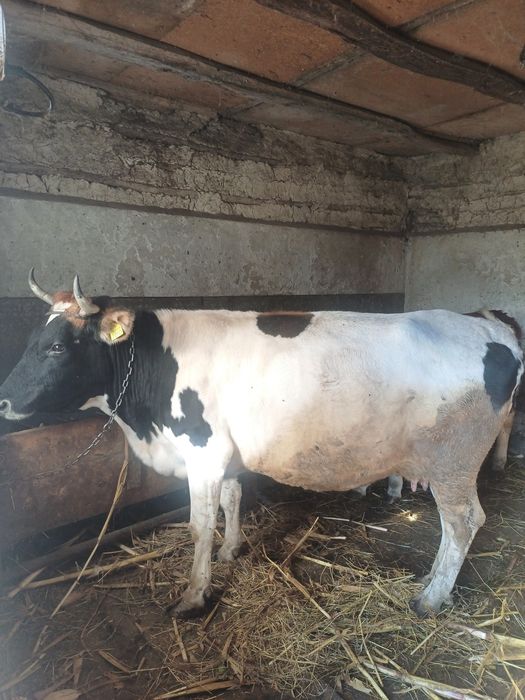 Vaca este gestanta in 8 luni