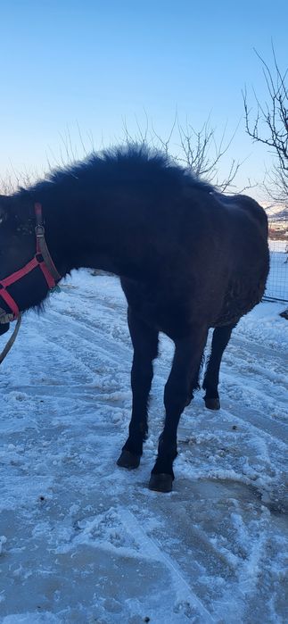 Vând mânză de 8 luni