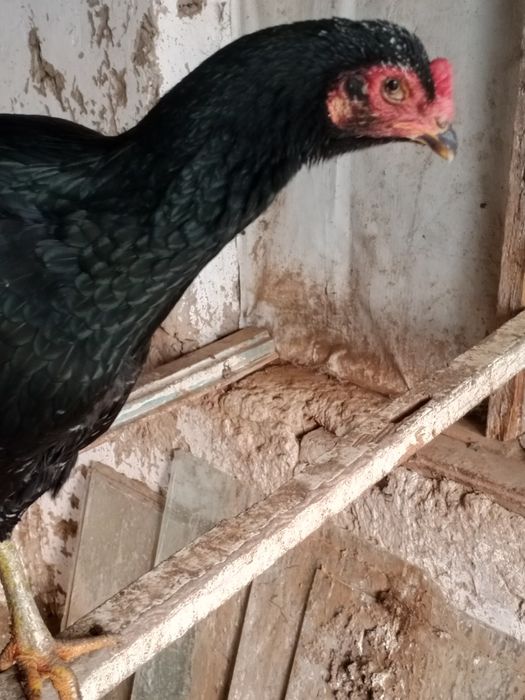 Qora tullak tovuq bartera qilaman narmani oq tulak tovuqqa bosa barter