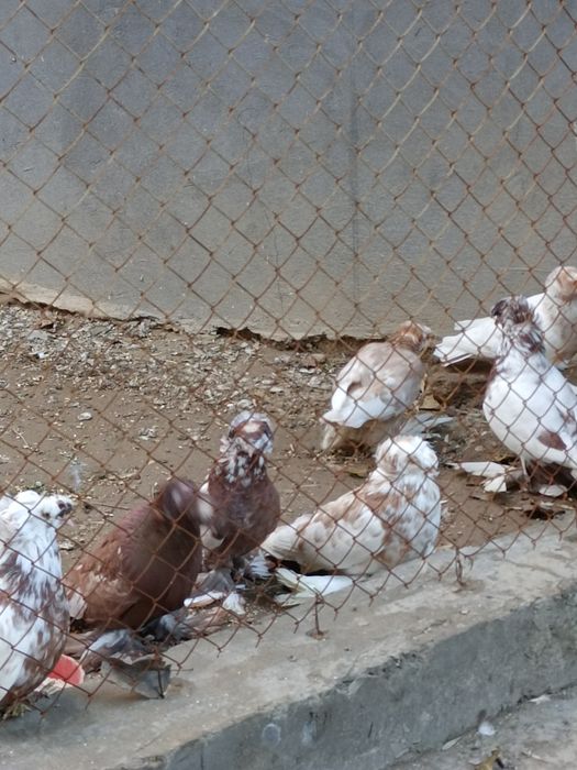 Продаются голуби