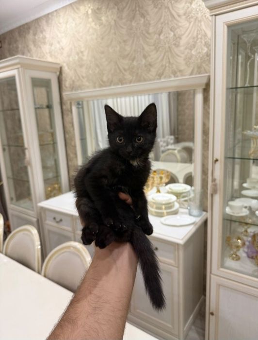 Отдам котёнка в хорошие руки