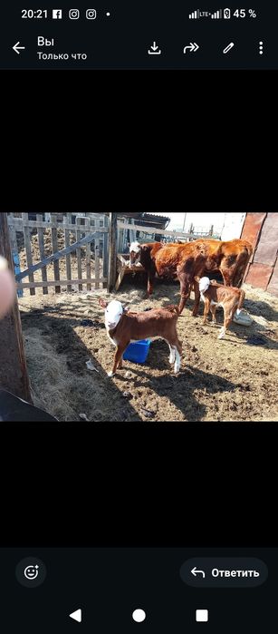 Продам коров с телёнком
