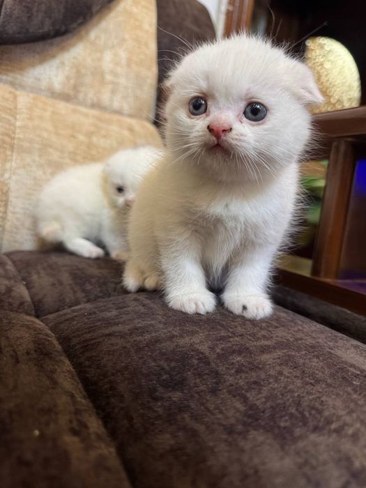 Кошка  скоттиш страйт