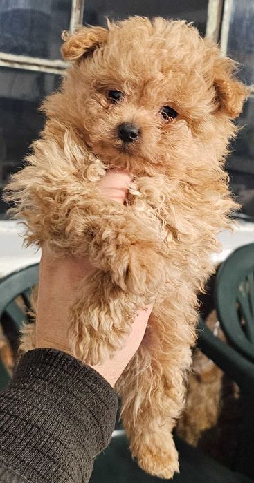 Pomapoo Померан/Пудел