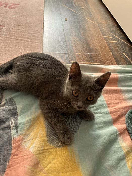 Котонок мальчик хороший