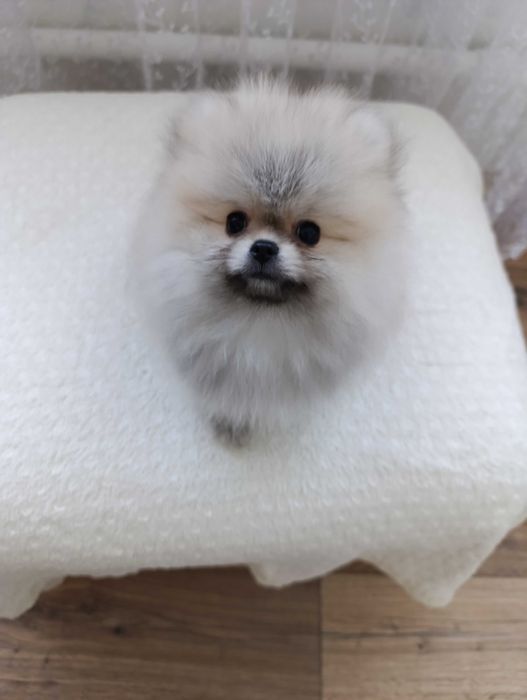 Щенок шпиц-мини.