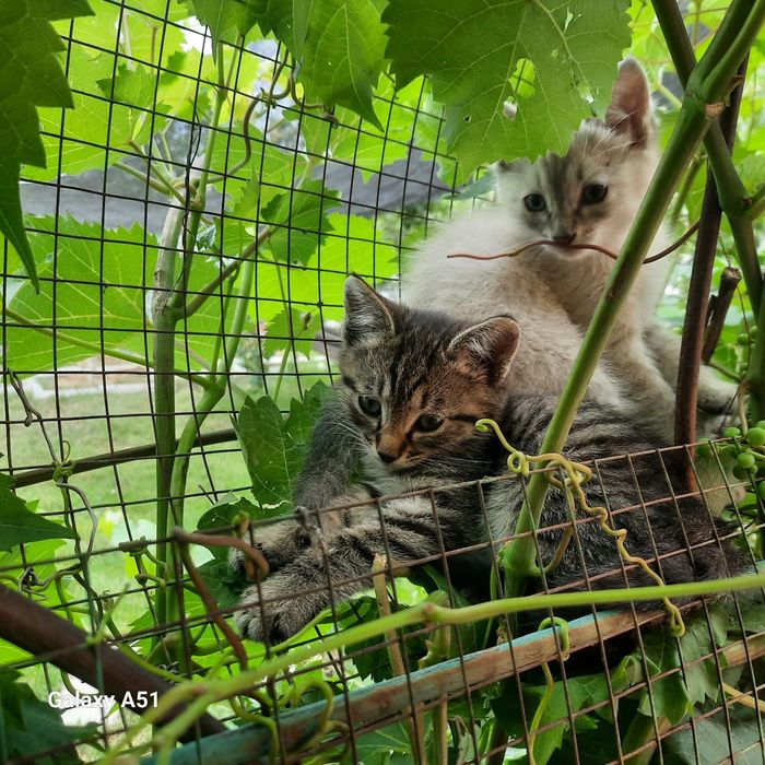 Отдам котят в добрые руки