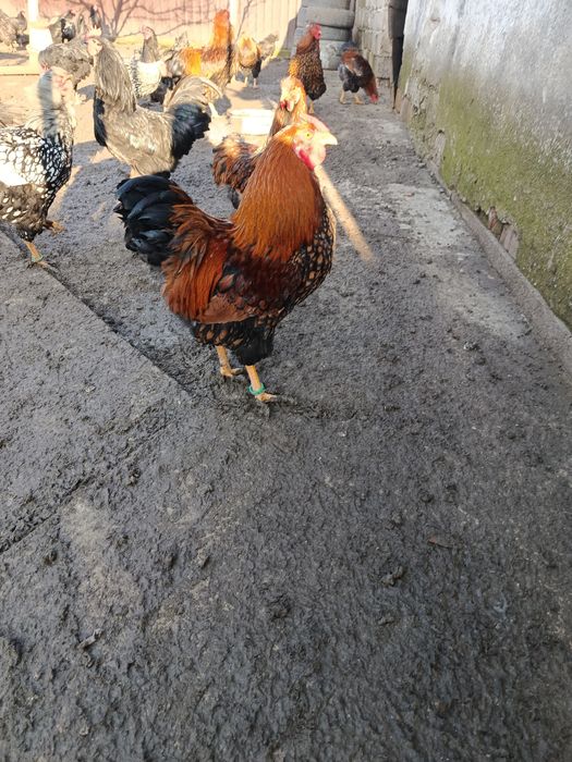 Vind  găini rasa wiandotte GSG  și australop