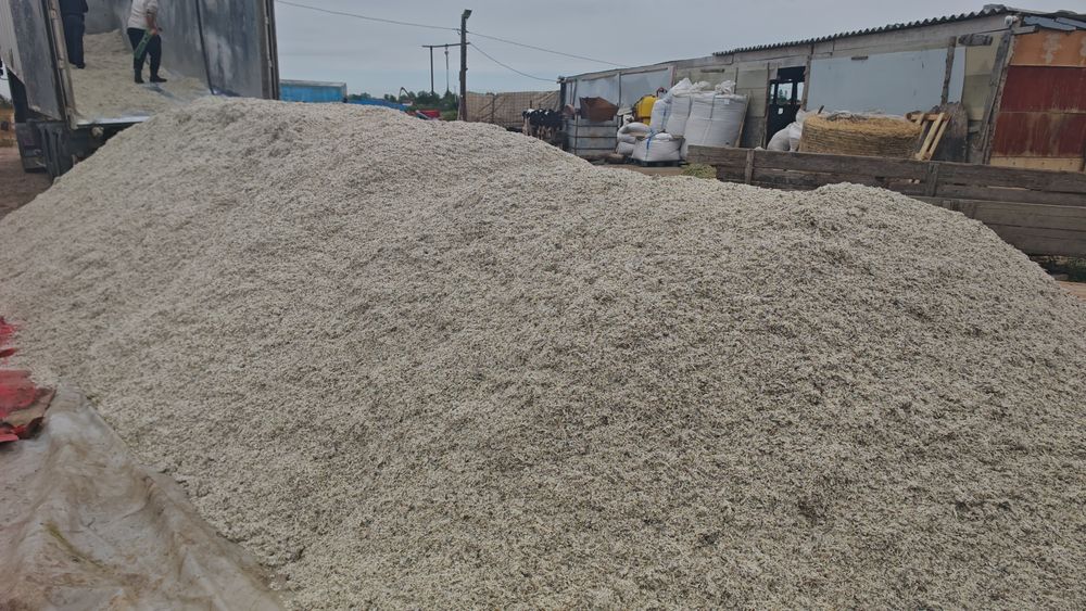 Borhot    - sfecla furaje