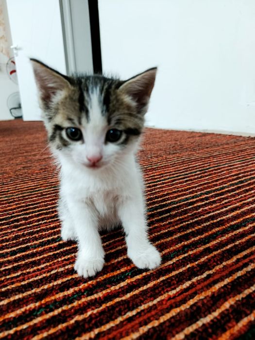 Отдам кошечку в добрые руки
