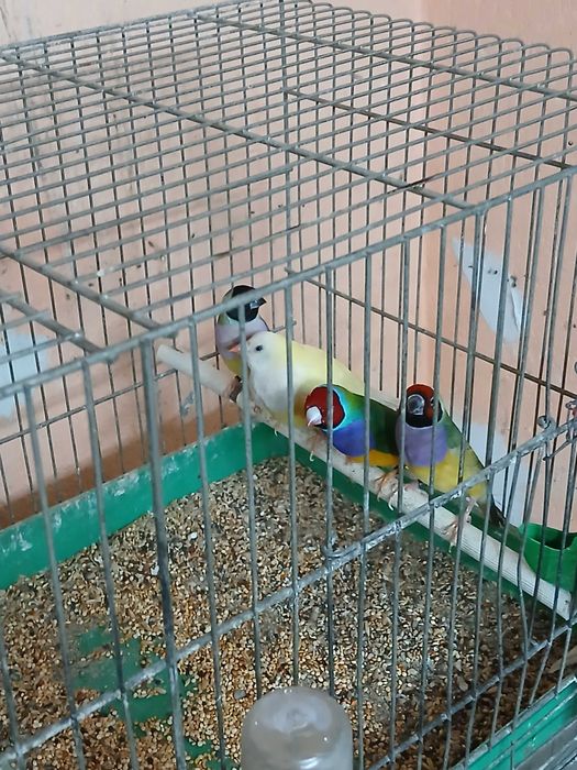 Продавам гулдови папагалови и други амадини