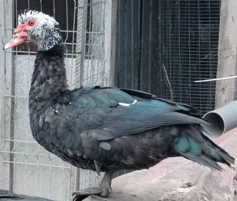 Ratoi lesesc negru cu cap alb - schimb cu o alta pasare