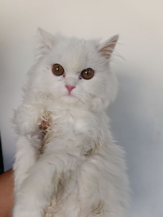 Продам шотландского котёнка
