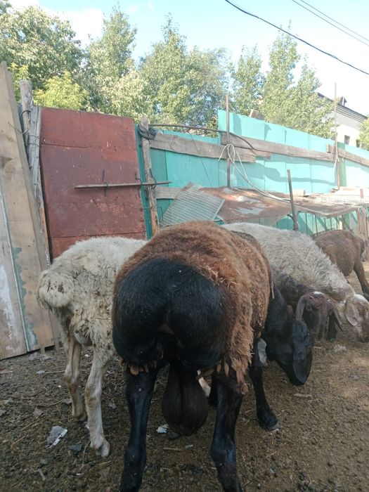Продам Едильбайский кошкар на развод