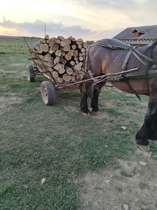 Vând armăsar 8 ani garantat