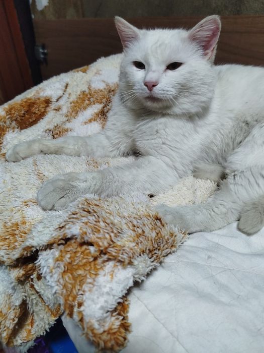 Малыш ищет мампап!