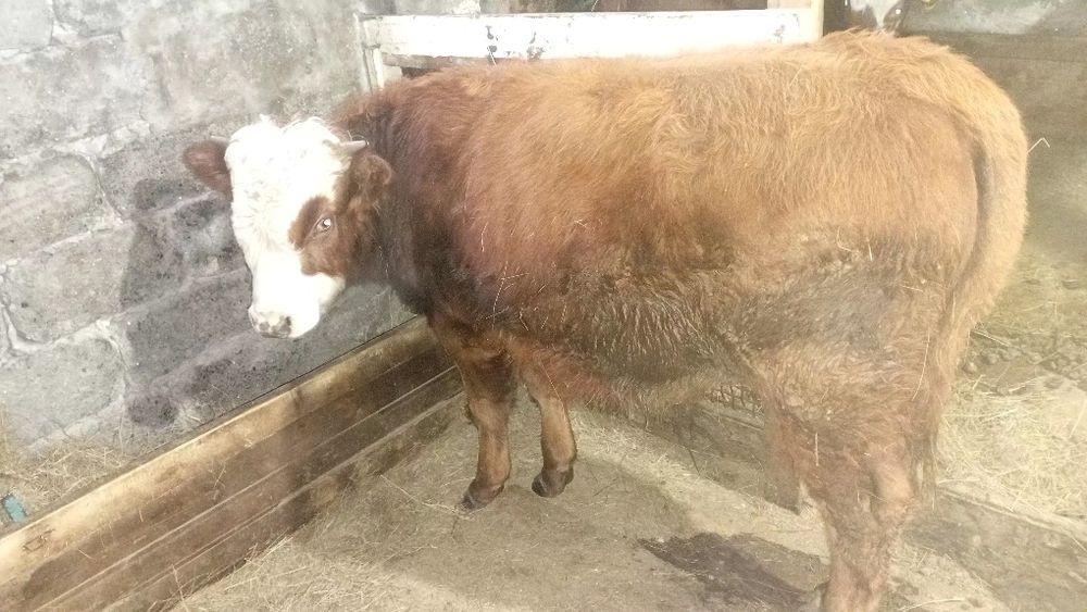 Молодняк на доращивание