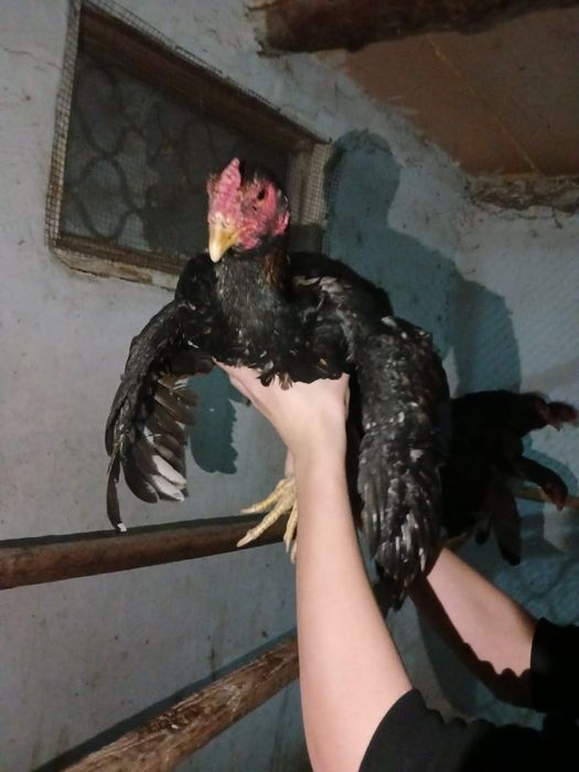 Продажа пара бойцовский петухов