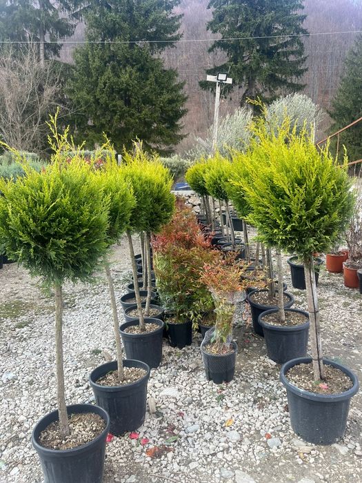 Plante ornamentale tuia leylandii smarald mesteacan