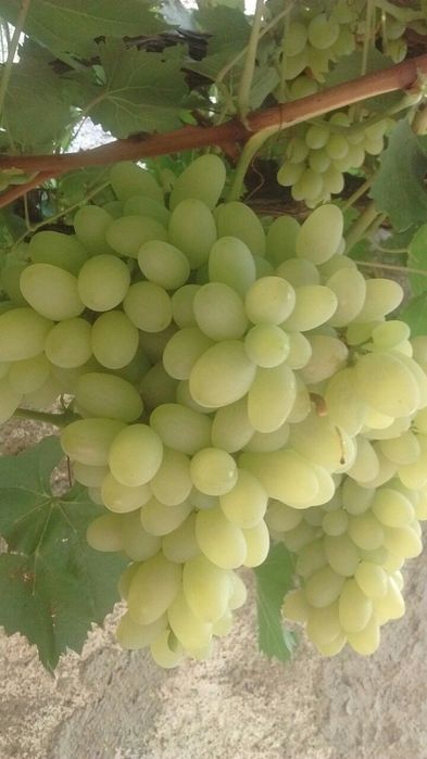 Саженцы Кошет туя туй смарагд