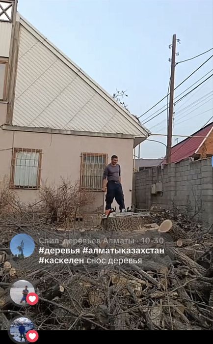 Спил деревье Ағаш кесу