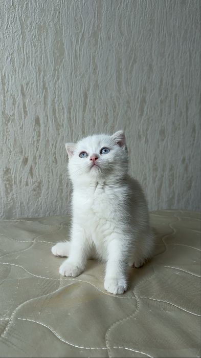 Продаются котята породы Шотланские шиншилы