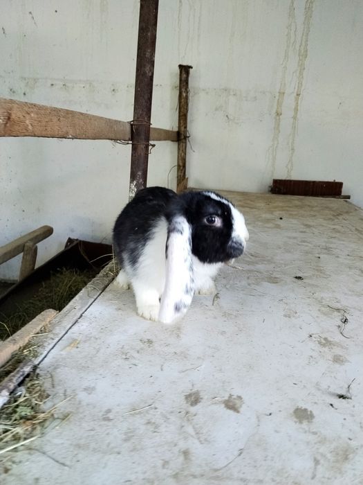 Zotdor Fransuz Baran quyonlari sotiladi