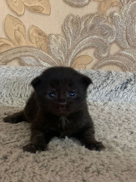 Котята мейн кун 100000