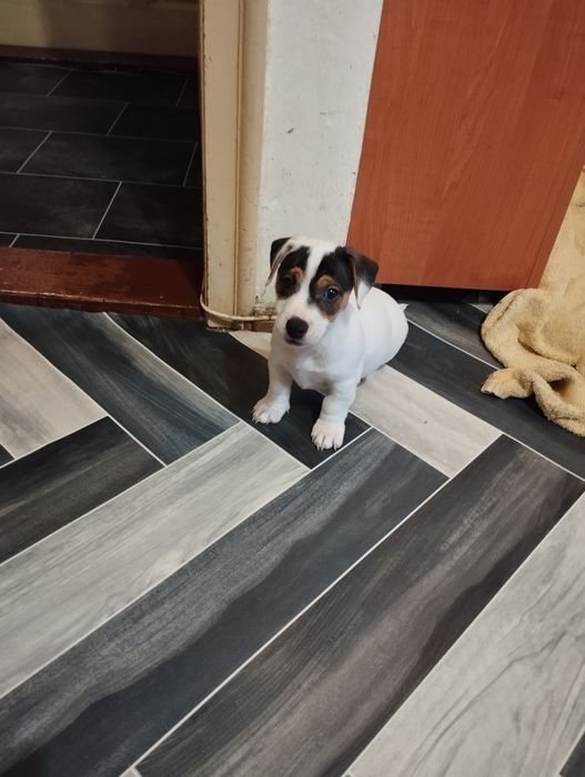 Джак Ръсел териер