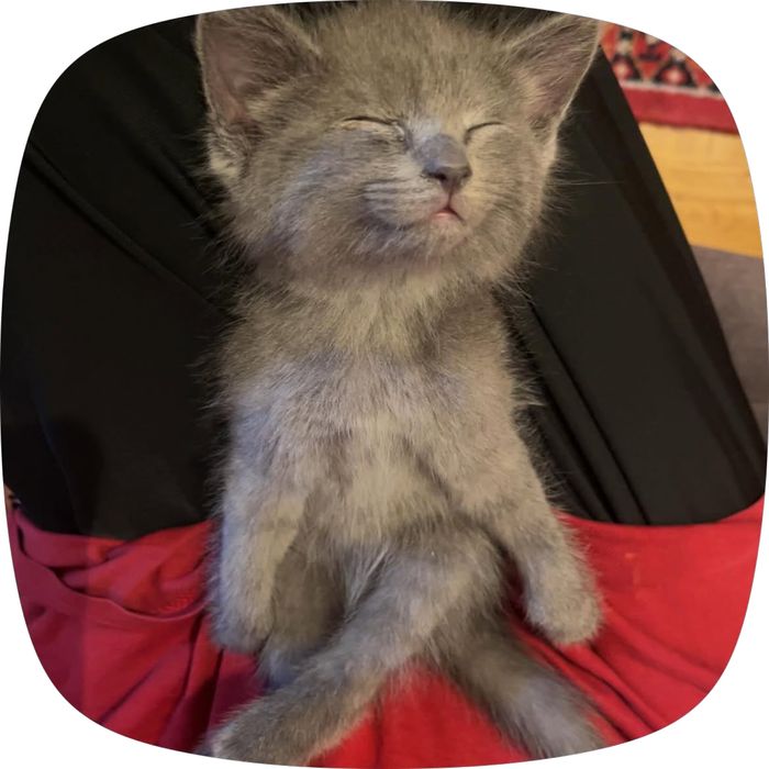 Отдам двух прекрасных котят