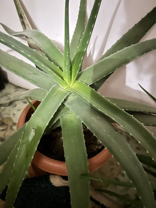Поодам алоэ вера 5 лет