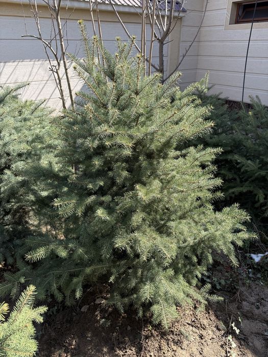 Xar xil archalar bor