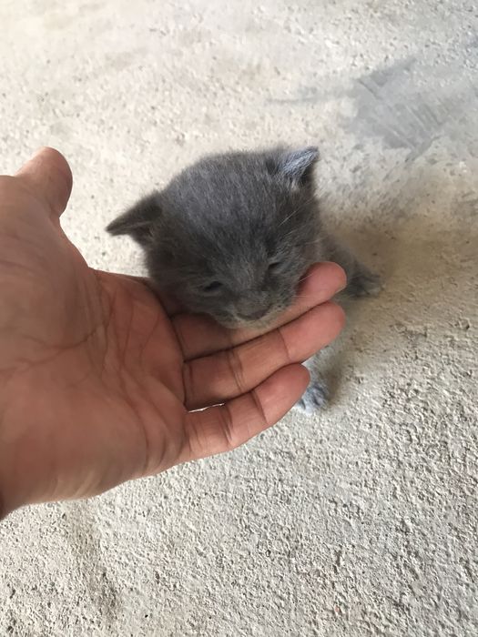 1oyli bold zotli mushuk skotish