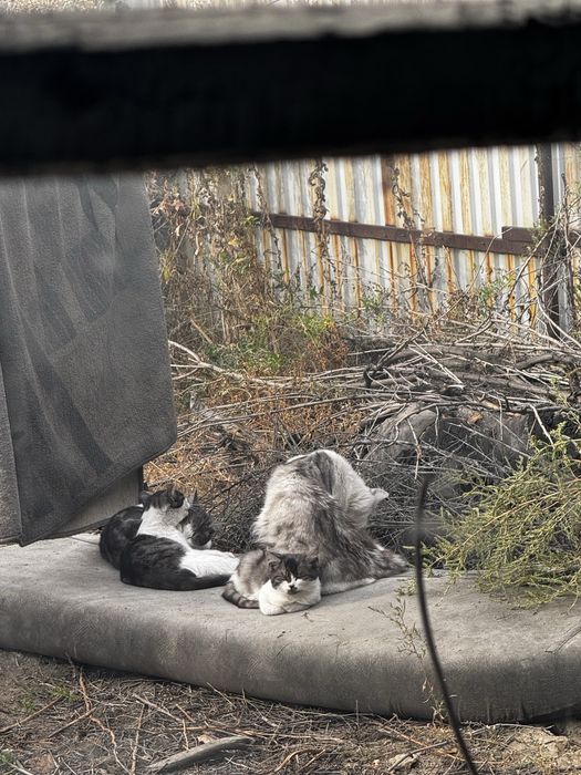 Отдам котят и их маму кошку