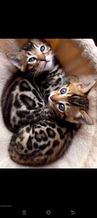 Бенгал мушуги сотилади!