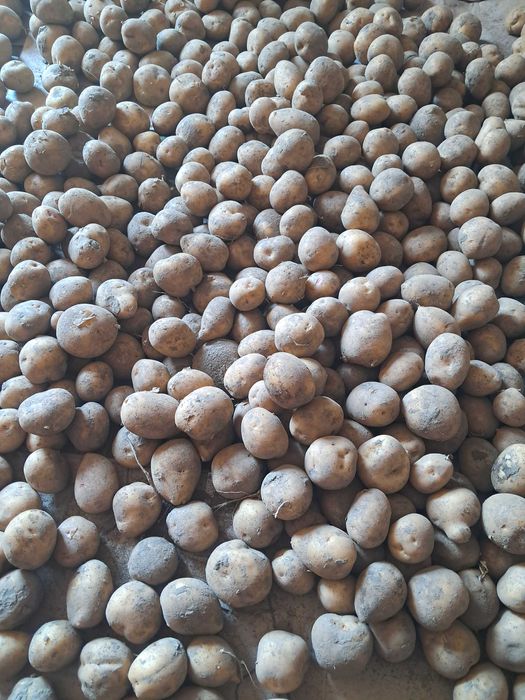 Семенной картофель