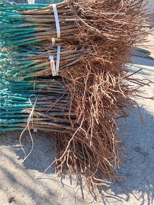 Лозов посадъчен материал