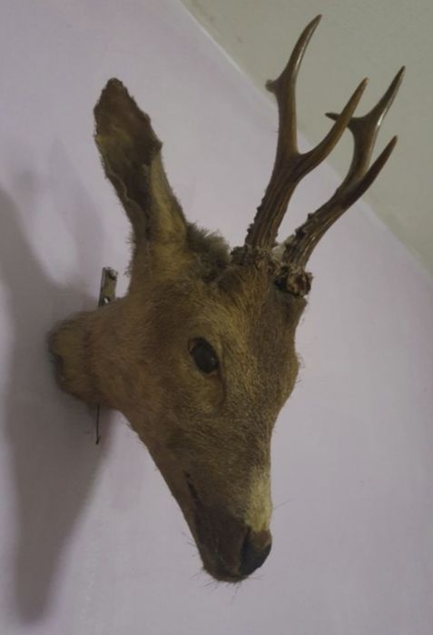 Трофей - Глава на Сръндак