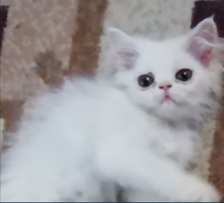 Персидские котята