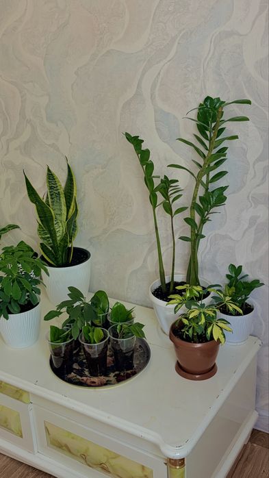 Продаеться цветы