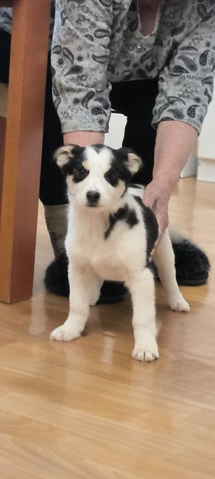 Щенок в добрые, надежные руки.