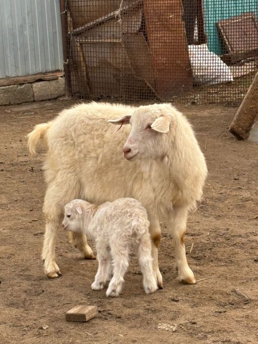 Сауын жас ешкілер