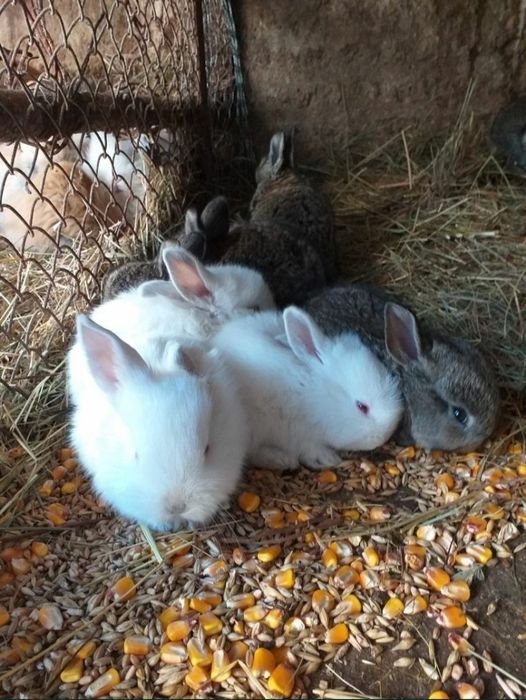 Rase si culori diferite